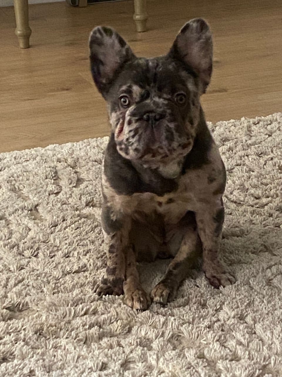 Pet travel photo 2