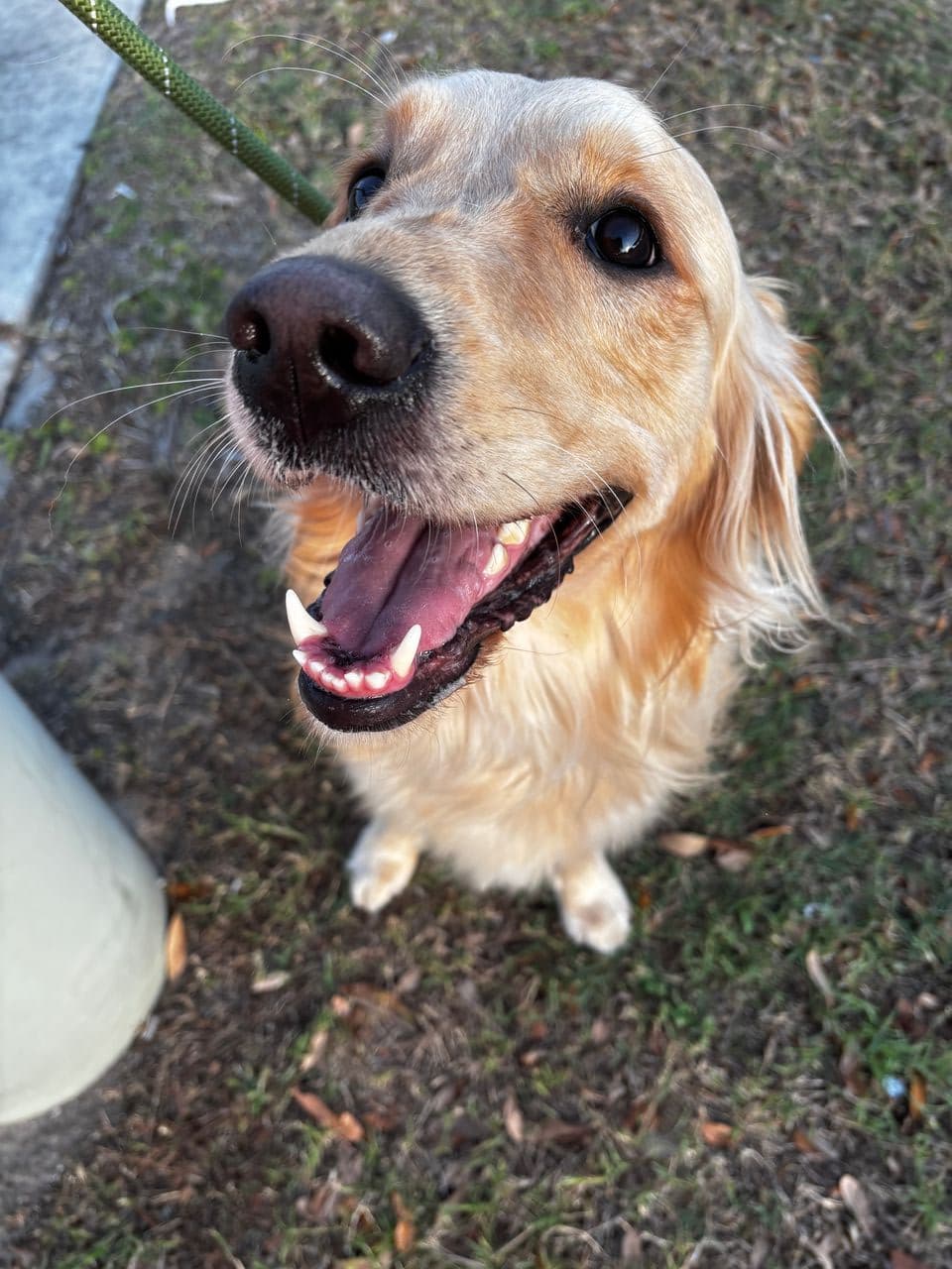 Pet travel photo 5