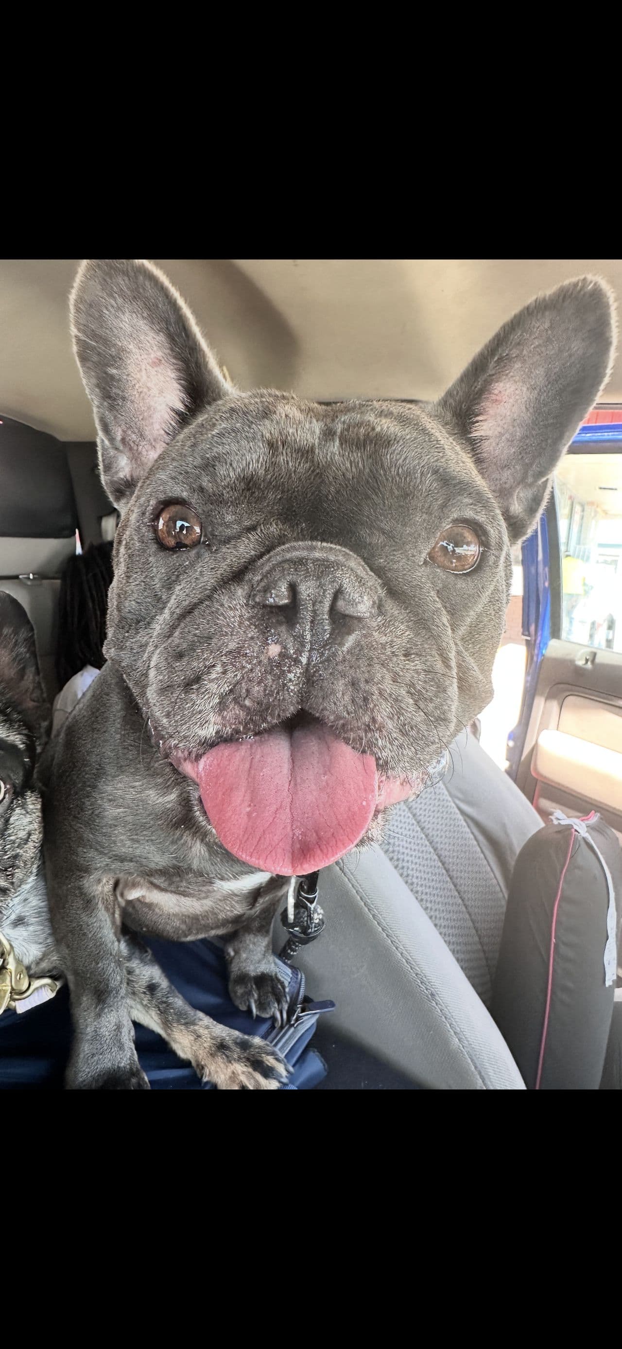 Pet travel photo 4
