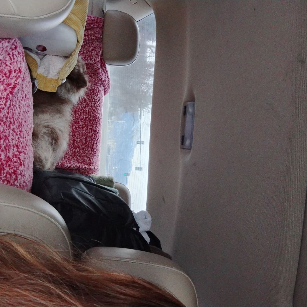 Pet travel photo 1