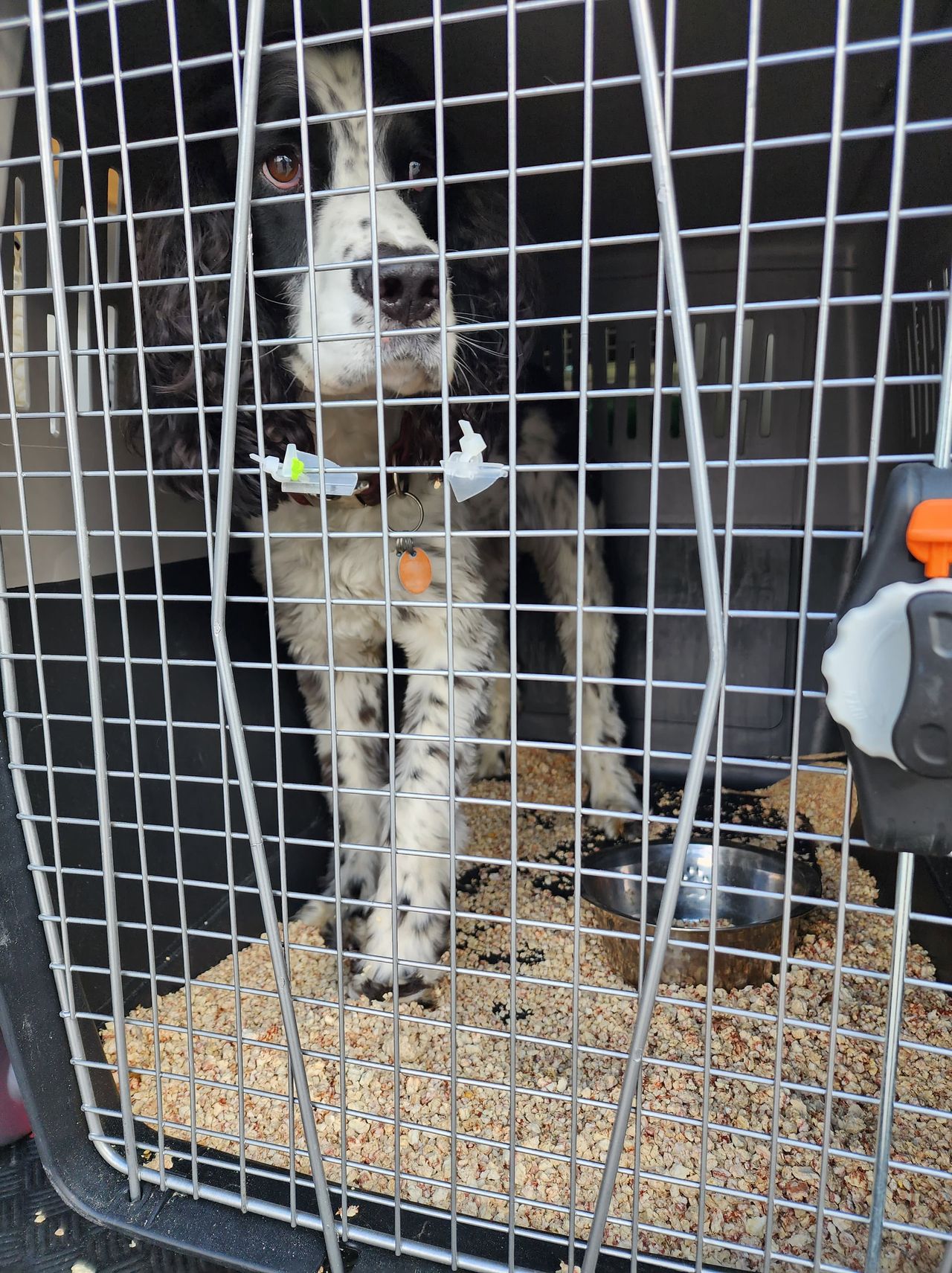 Pet travel photo 4
