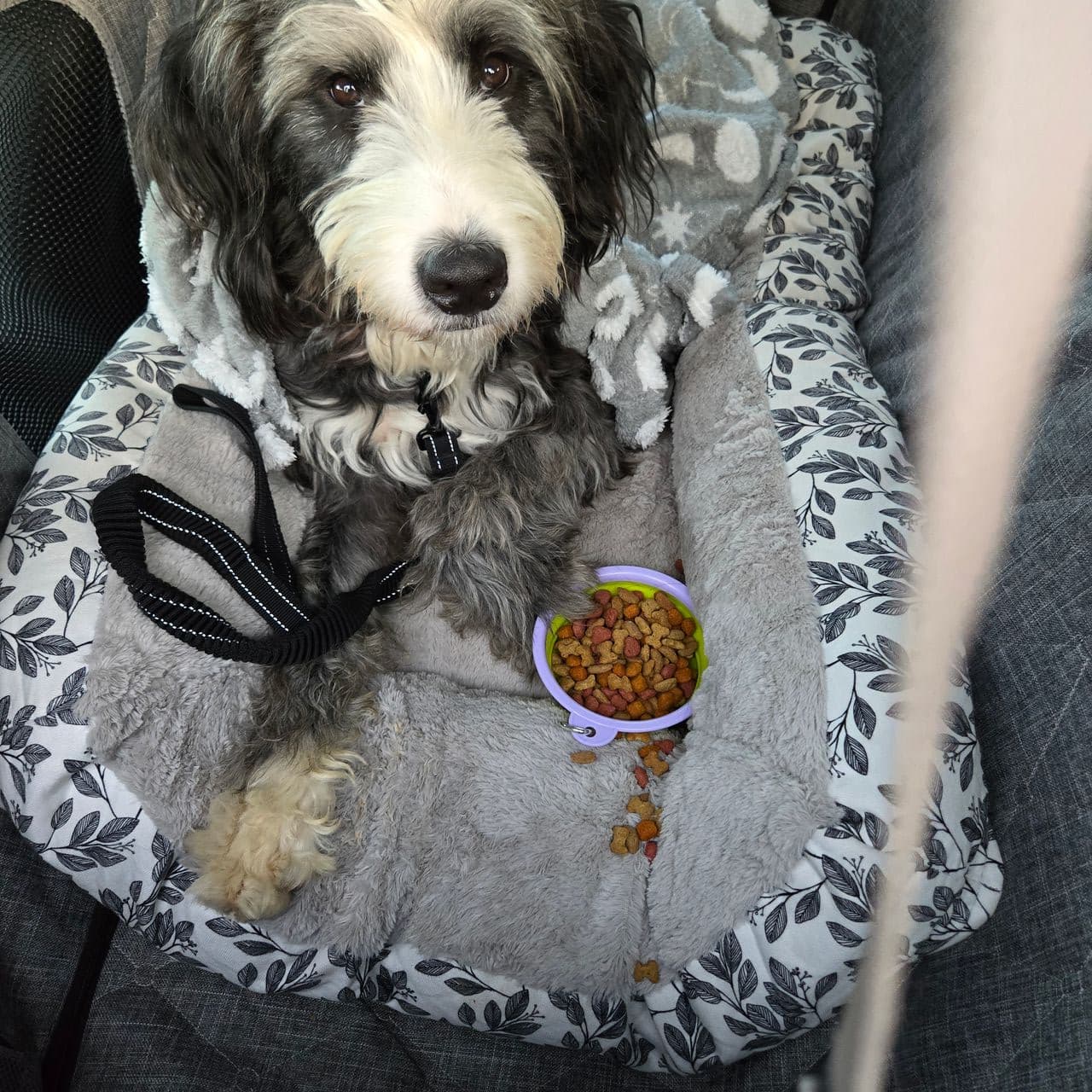Pet travel photo 2