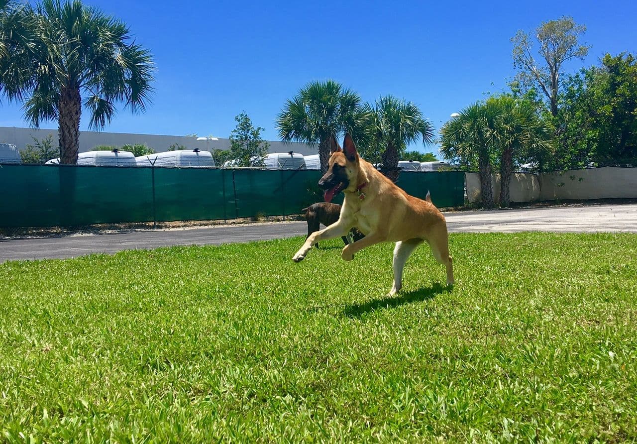 Pet travel photo 2