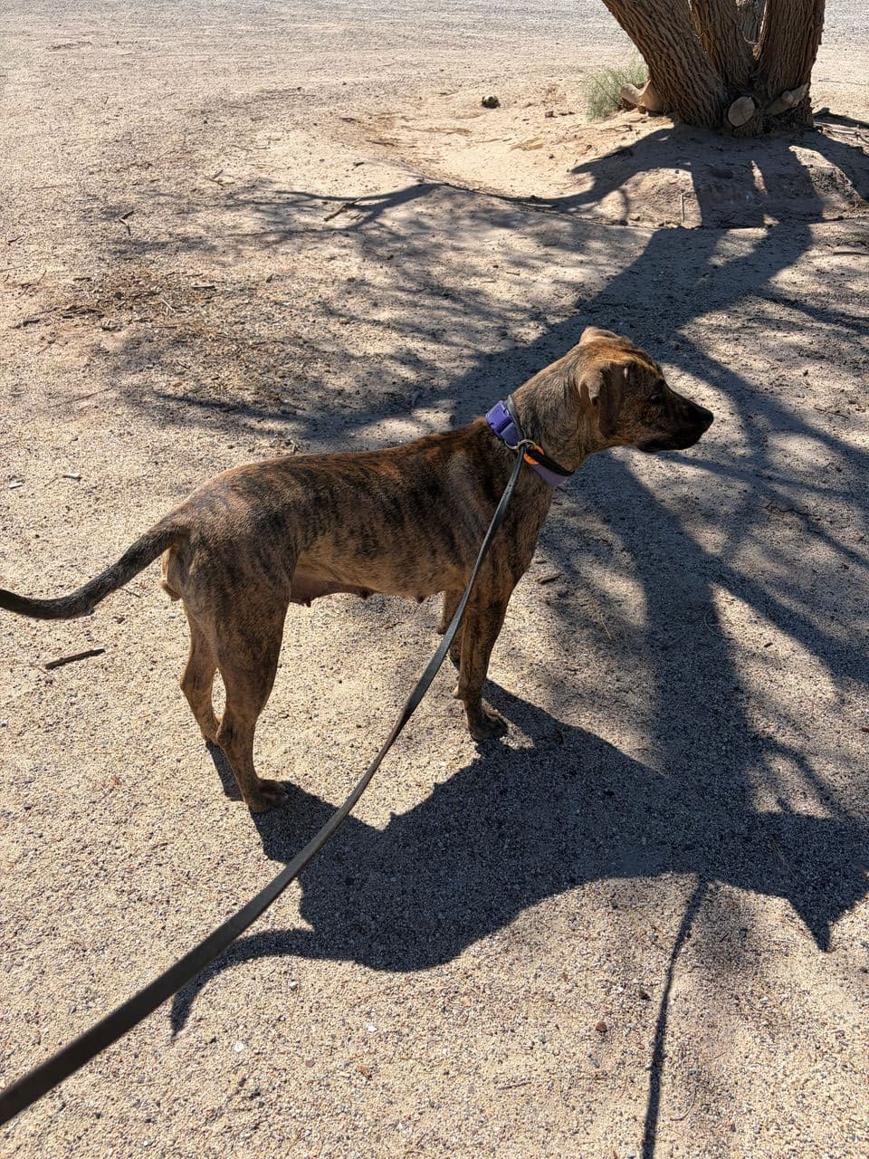 Pet travel photo 4