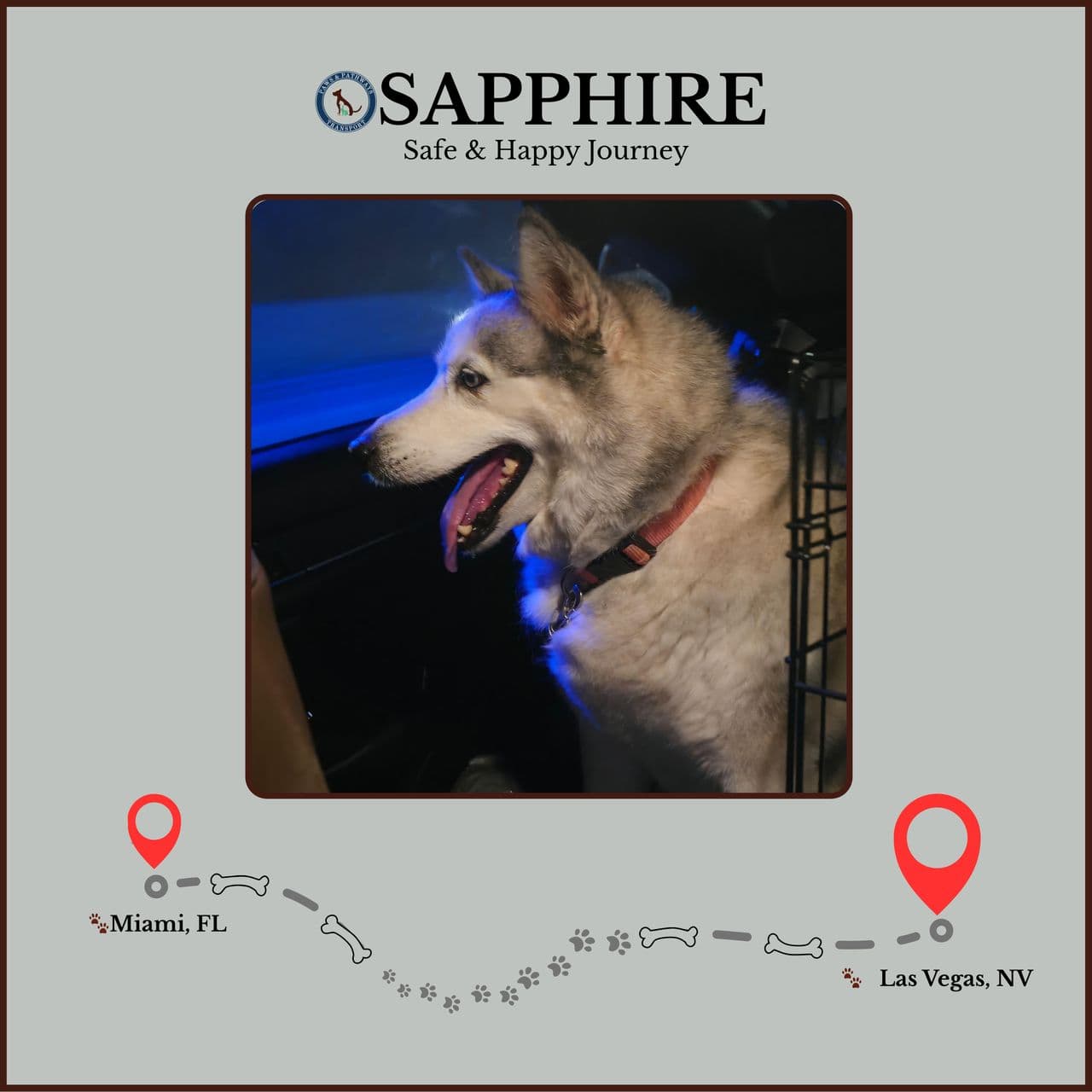 Pet travel photo 5