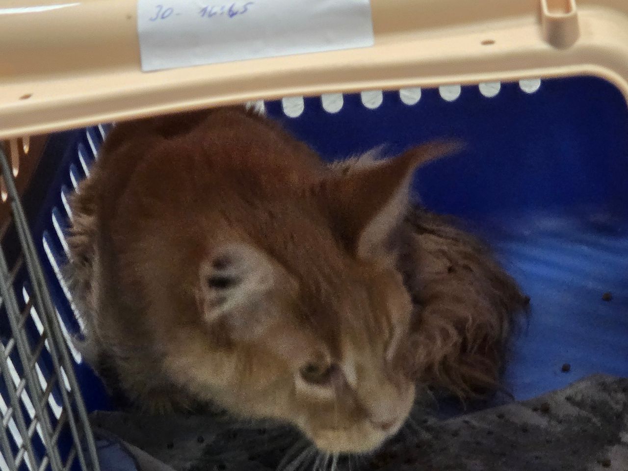 Pet travel photo 4