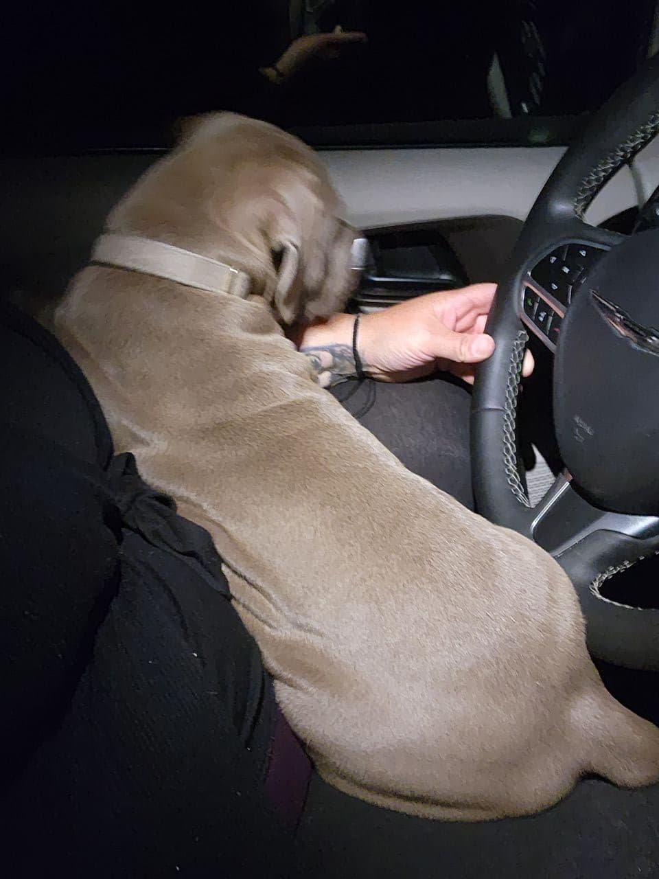 Pet travel photo 4