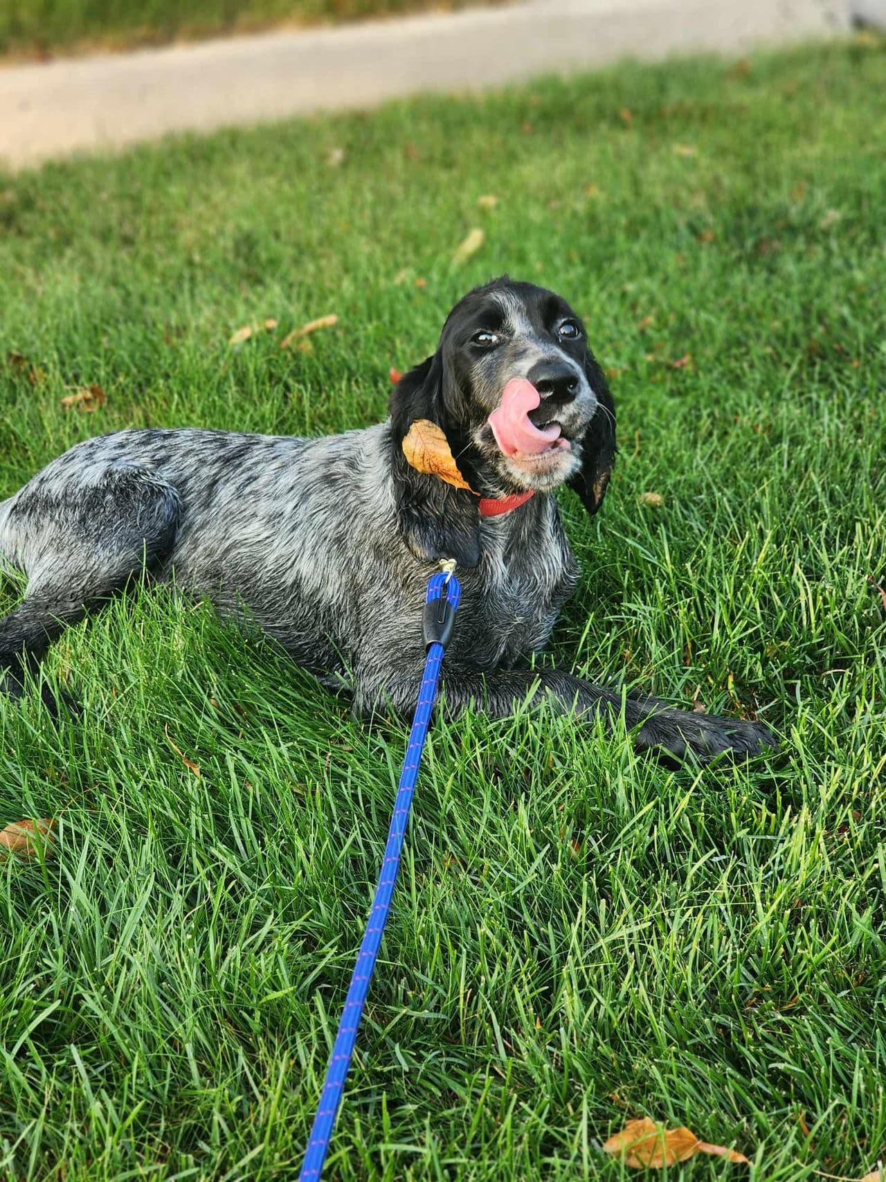 Pet travel photo 4