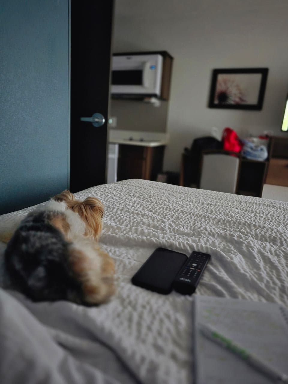 Pet travel photo 2
