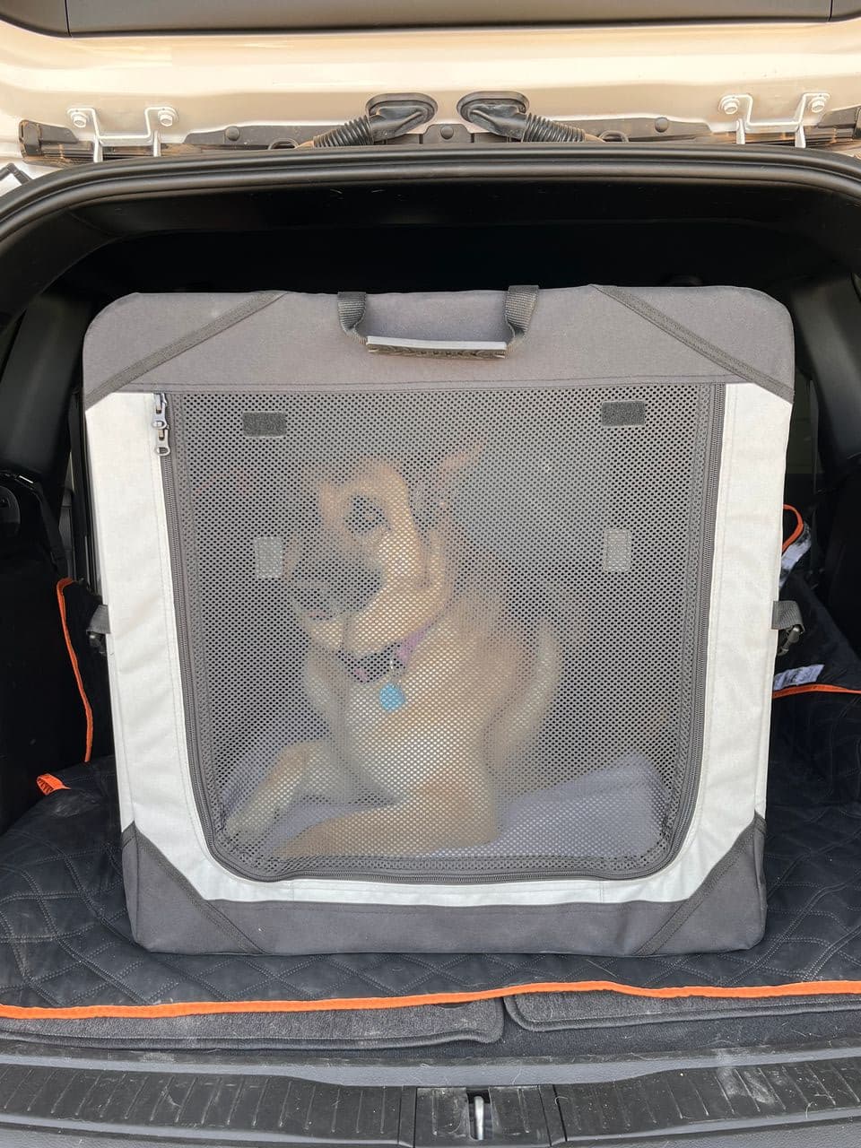 Pet travel photo 3
