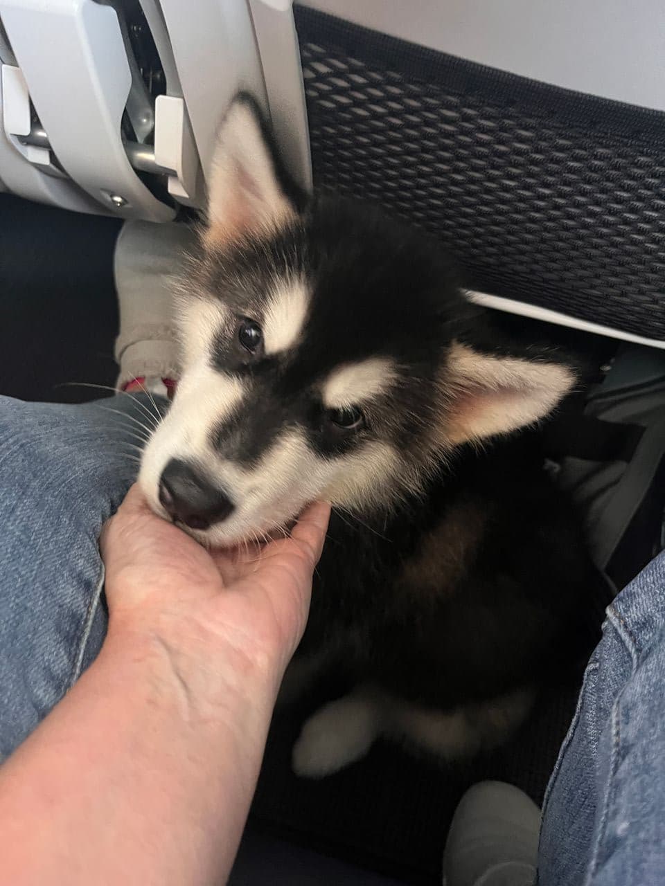 Pet travel photo 5
