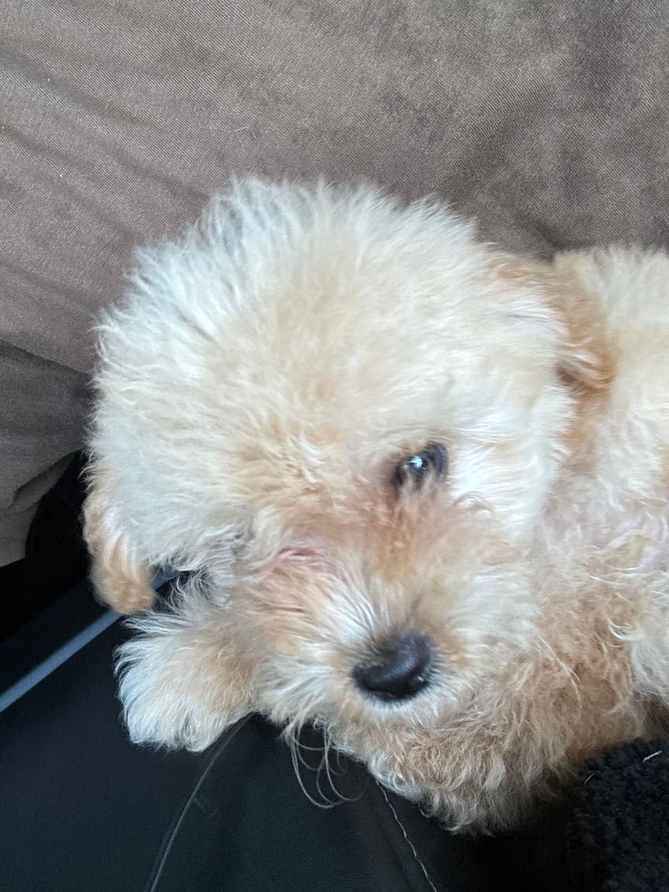 Pet travel photo 1