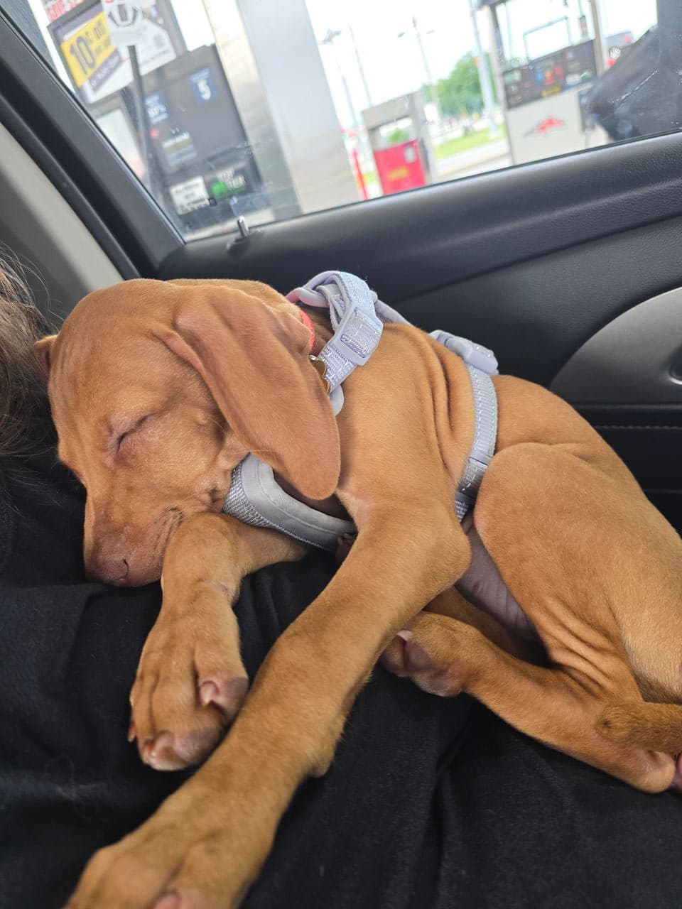 Pet travel photo 6
