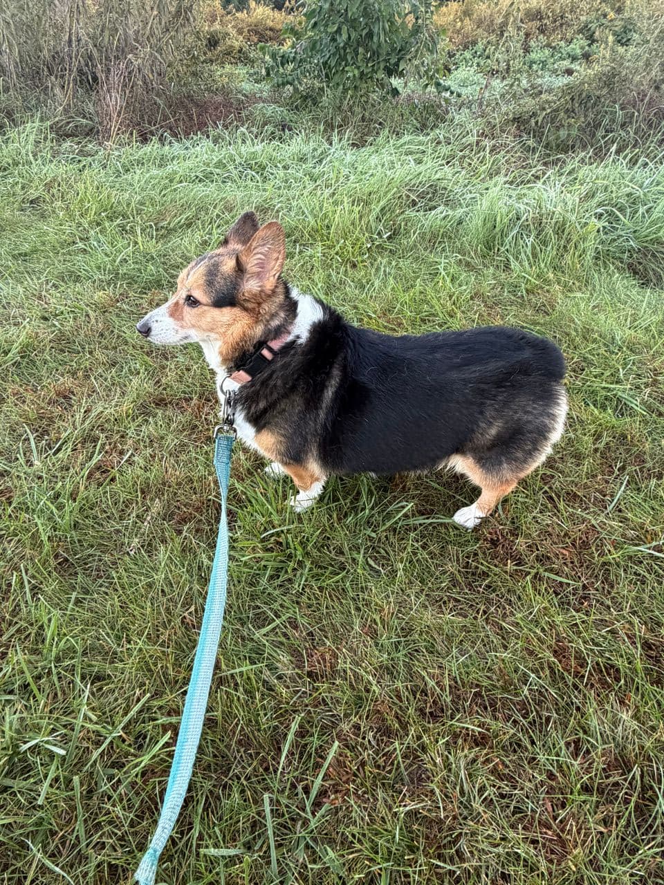 Pet travel photo 3