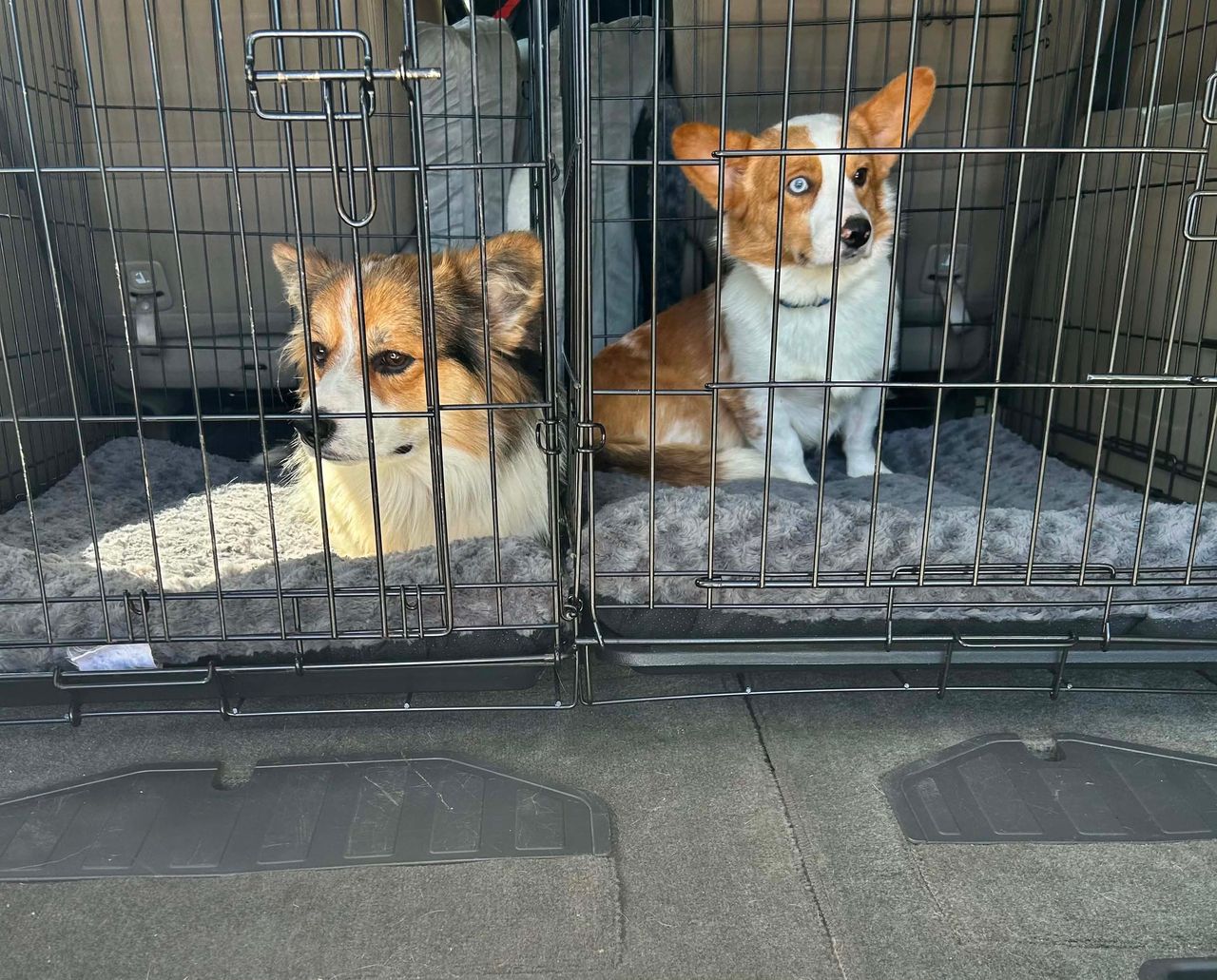 Pet travel photo 2