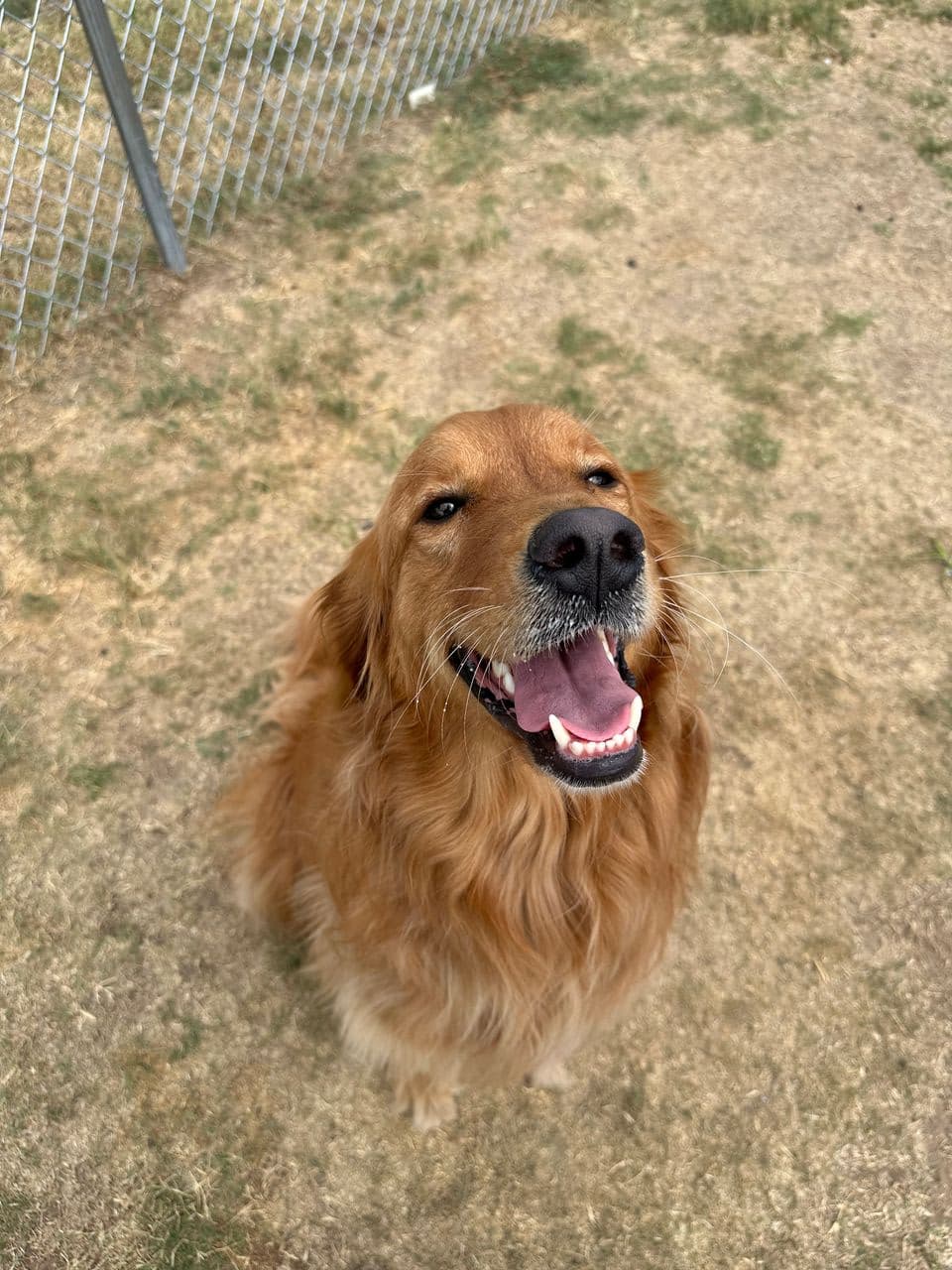 Pet travel photo 6