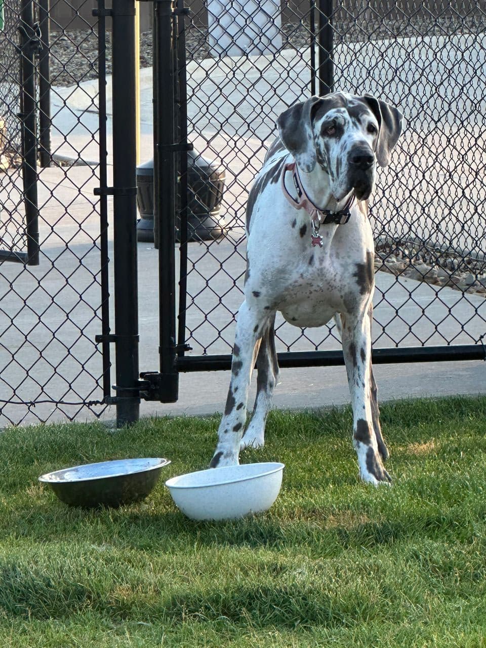 Pet travel photo 1