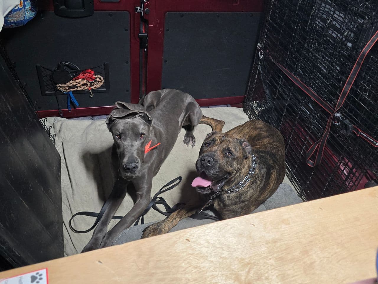 Pet travel photo 2