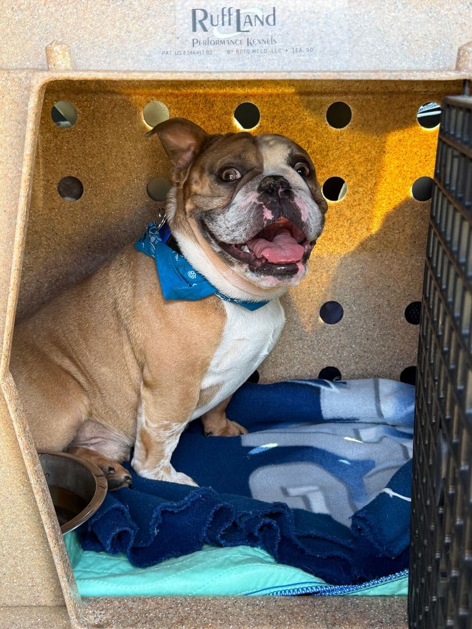 Pet travel photo 3