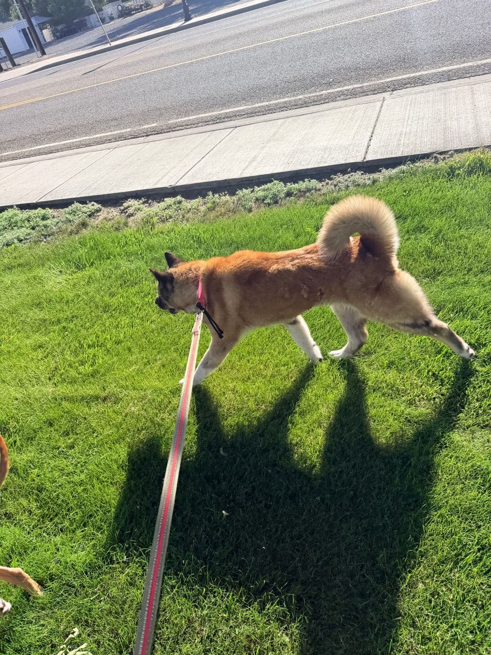 Pet travel photo 2