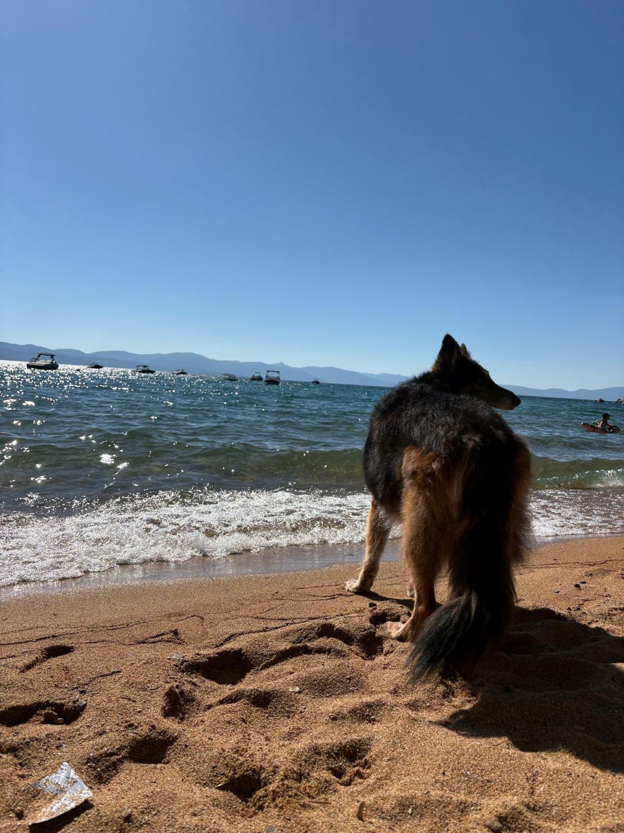 Pet travel photo 1