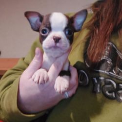 Boston Terrier named Scully
