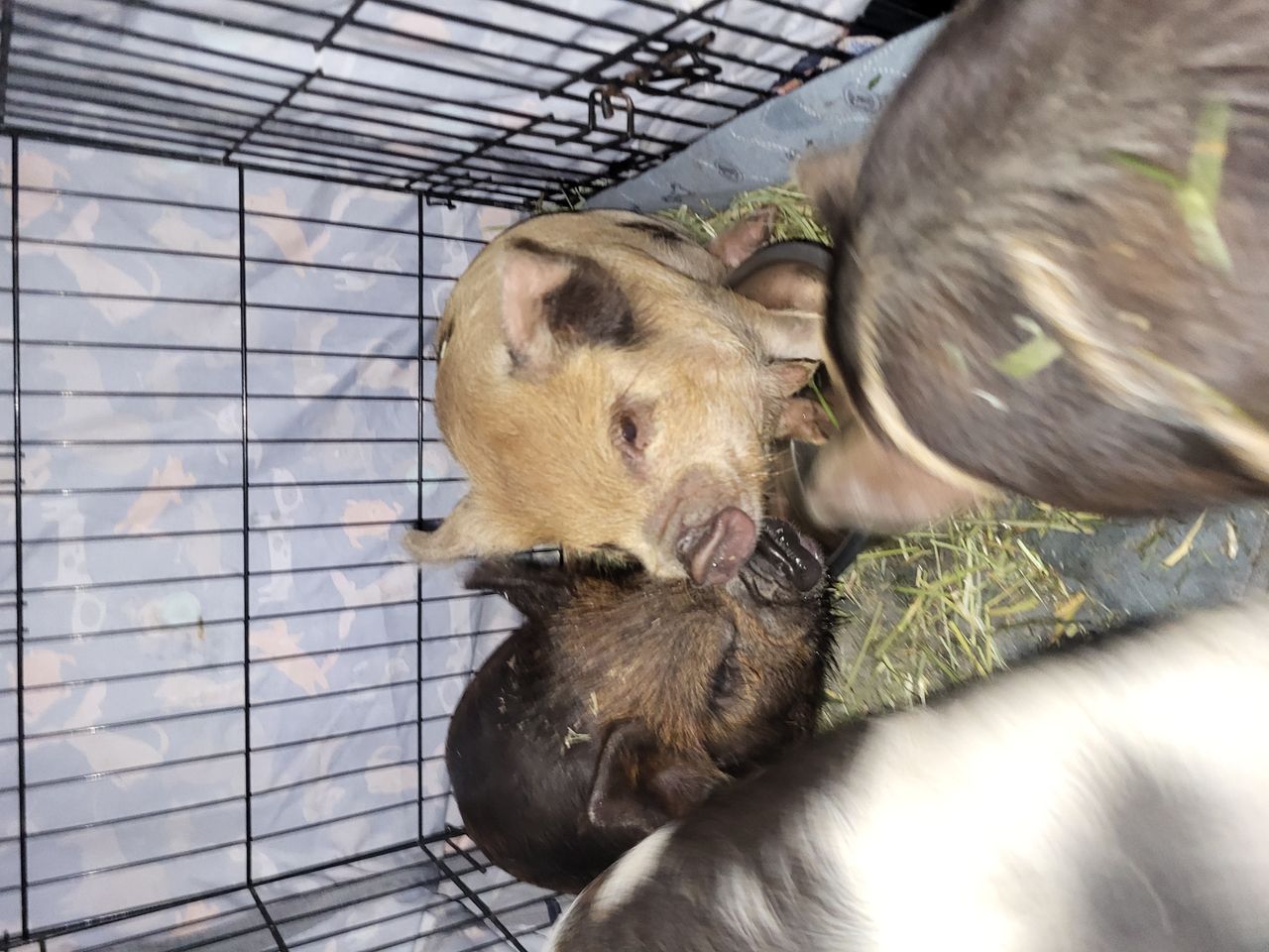 Pet travel photo 3