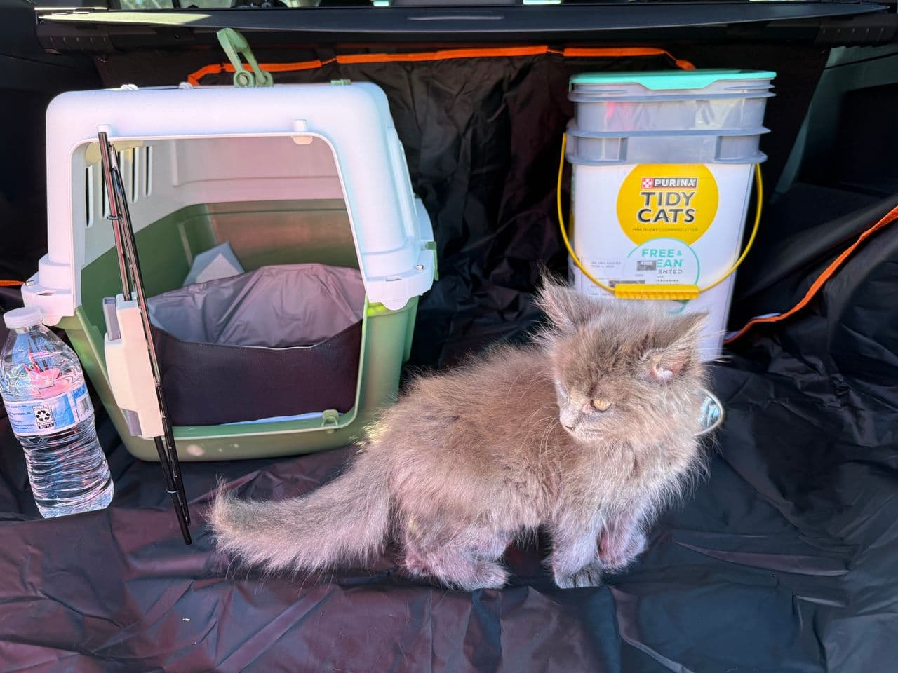Pet travel photo 2