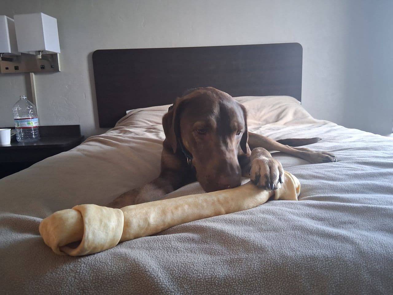 Pet travel photo 3