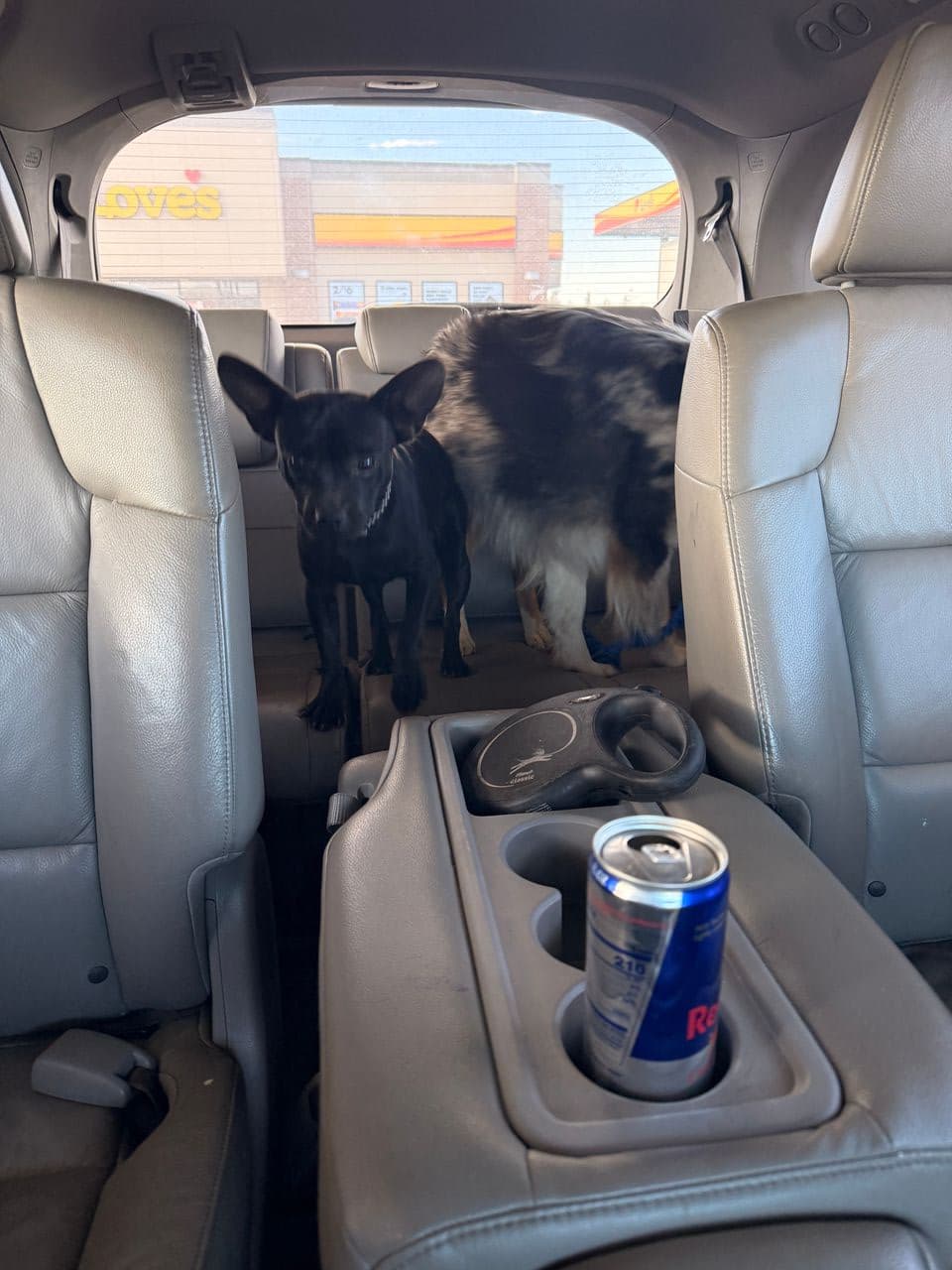 Pet travel photo 6