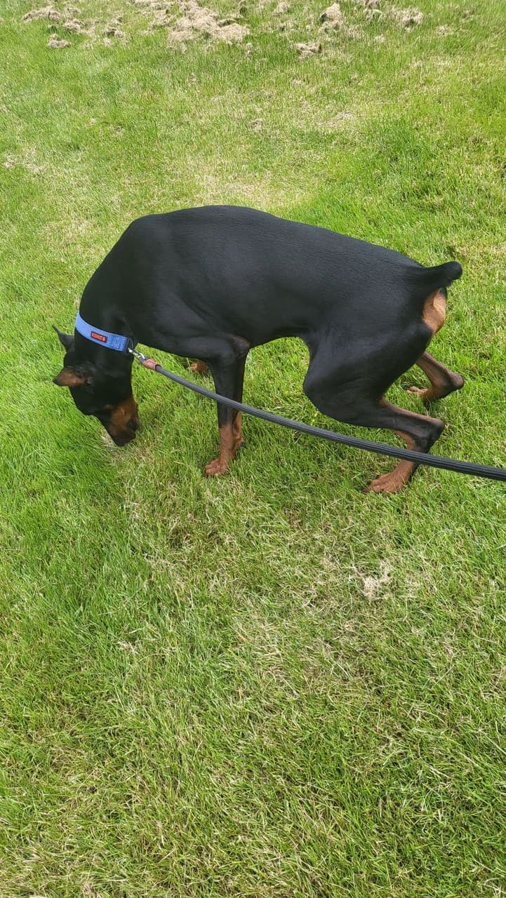 Pet travel photo 2