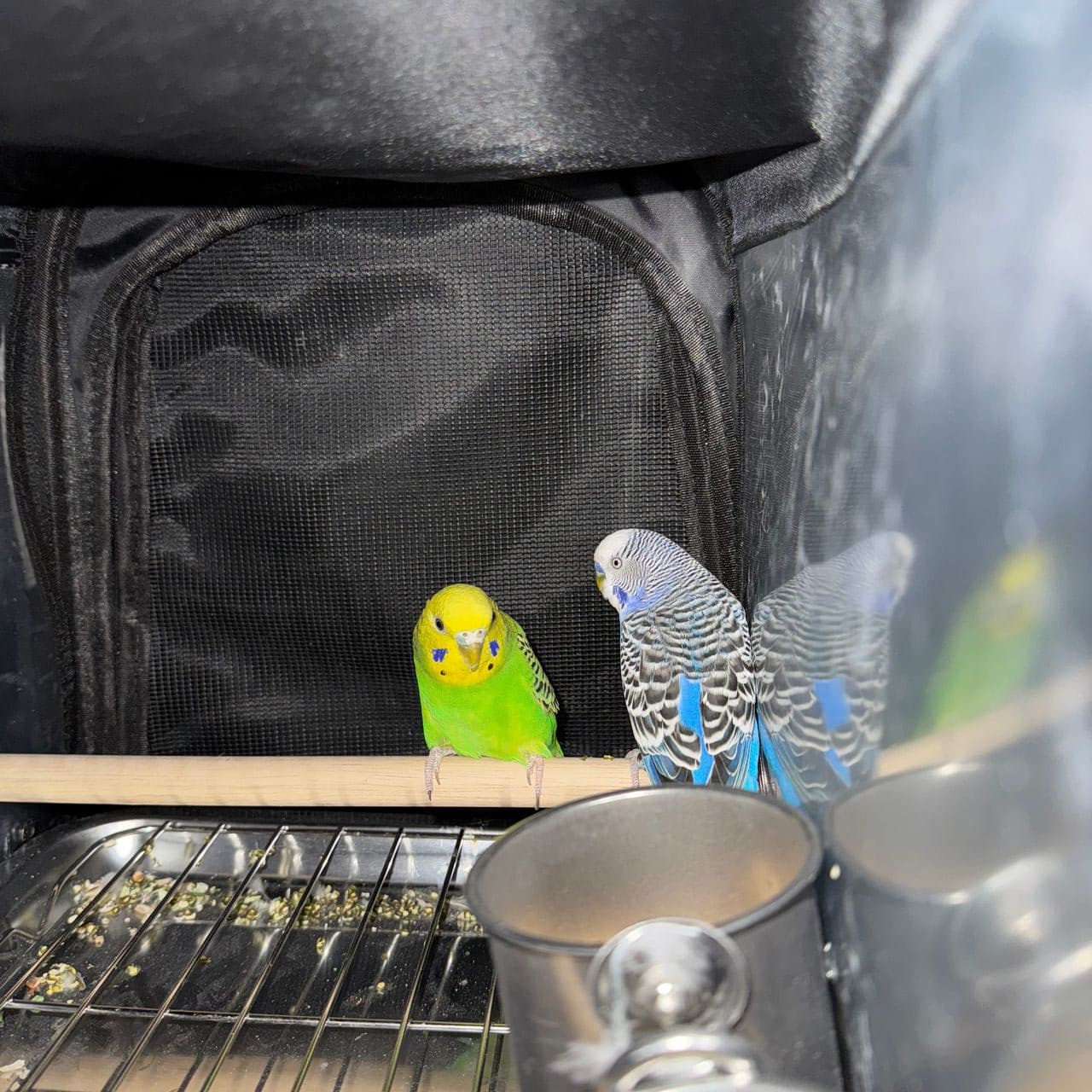 Pet travel photo 4