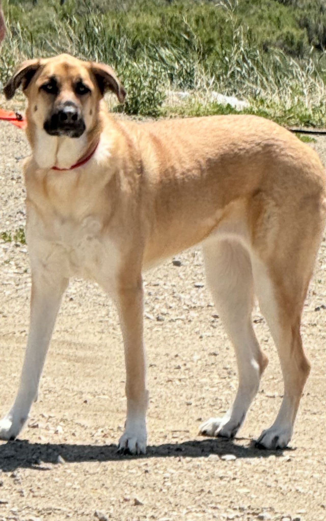 Pet travel photo 1