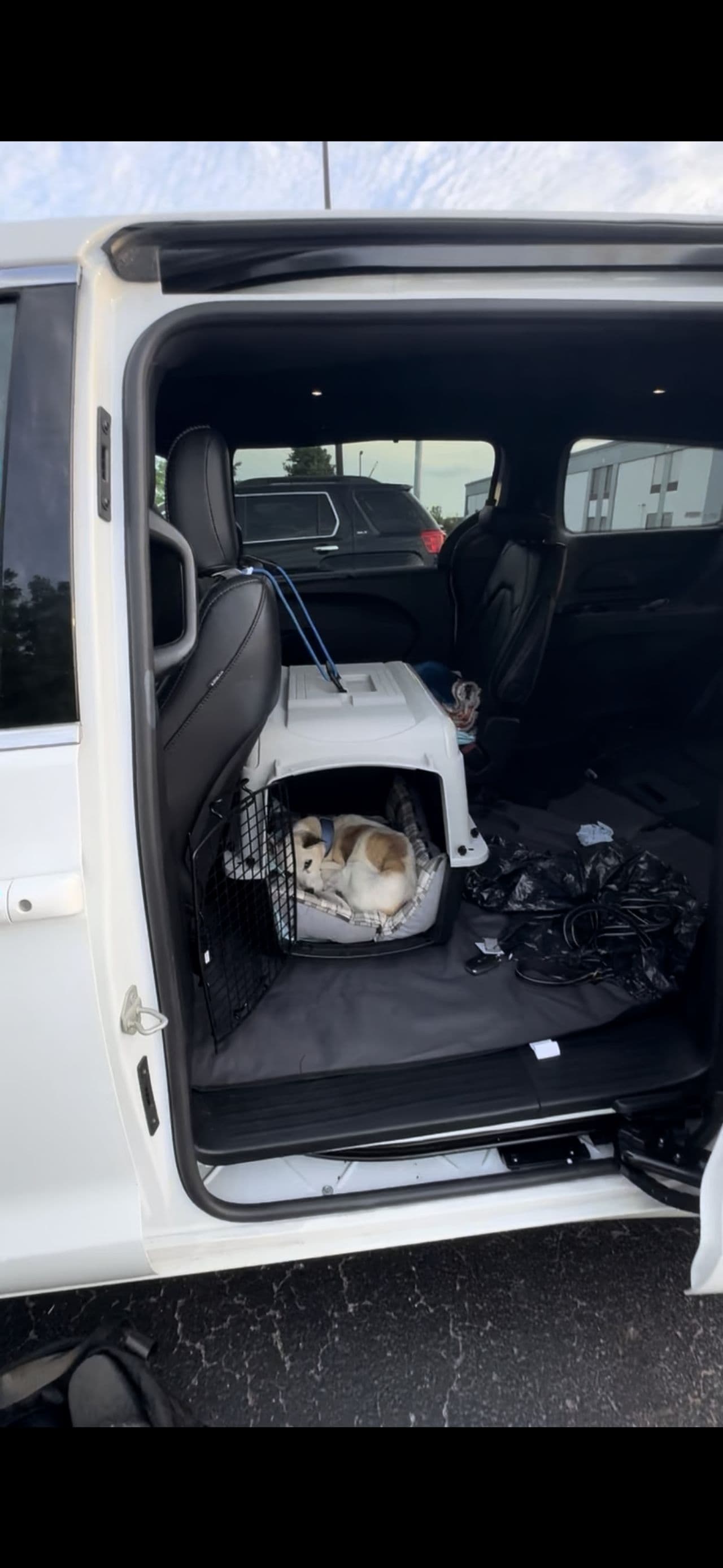 Pet travel photo 2