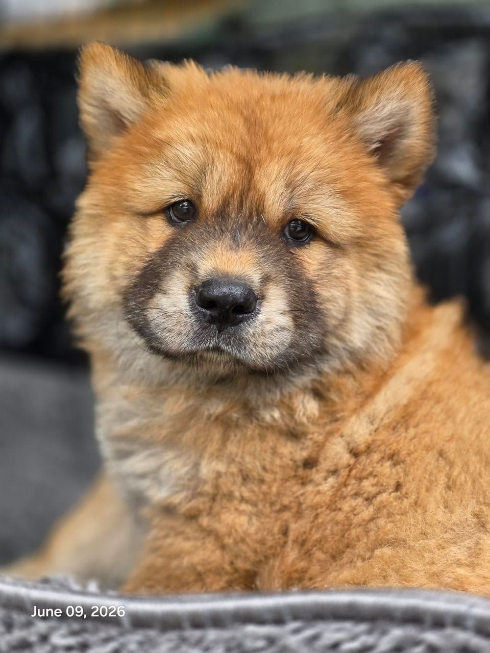 Pet travel photo 1