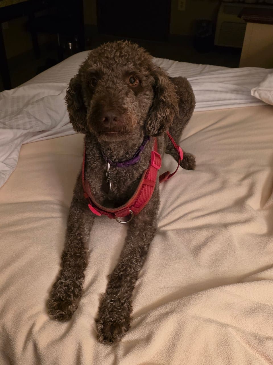Pet travel photo 1