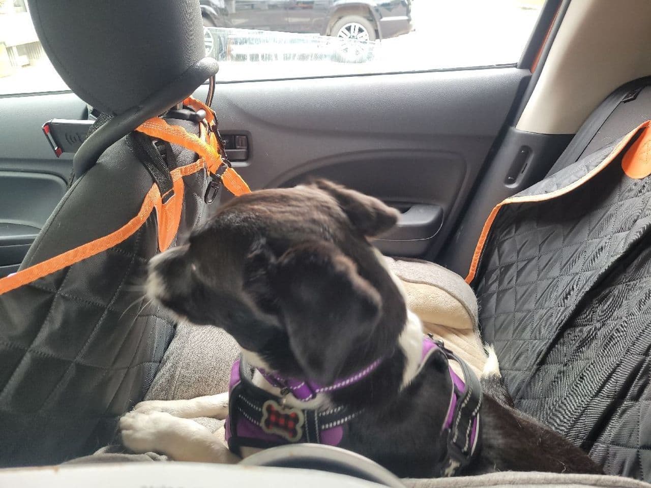 Pet travel photo 5