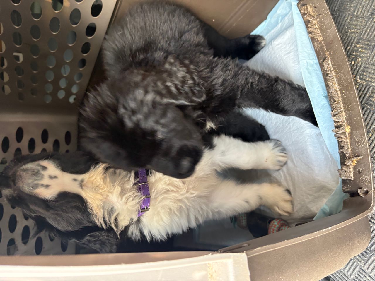 Pet travel photo 4