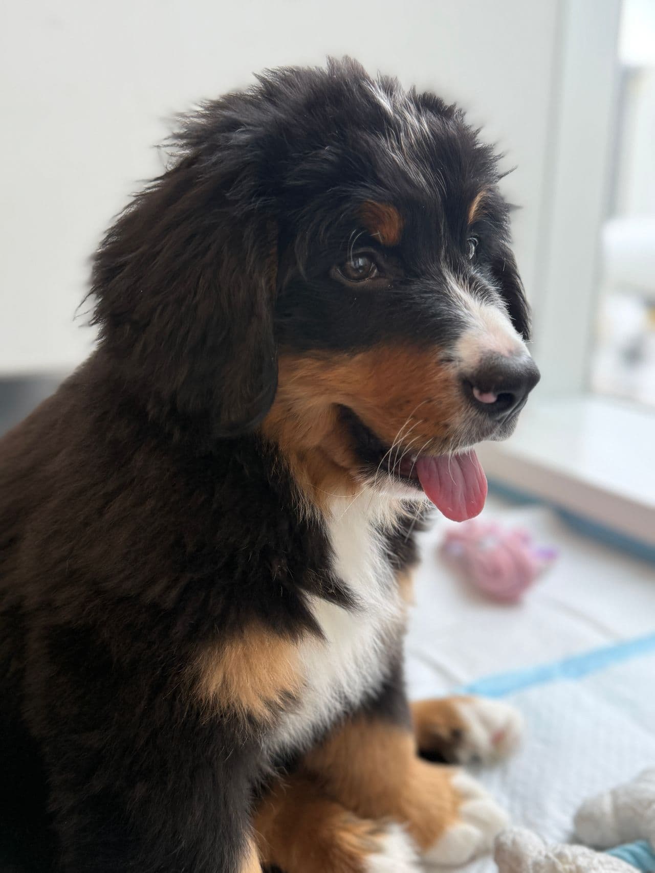 Pet travel photo 2