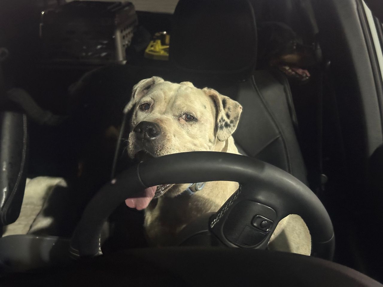 Pet travel photo 4
