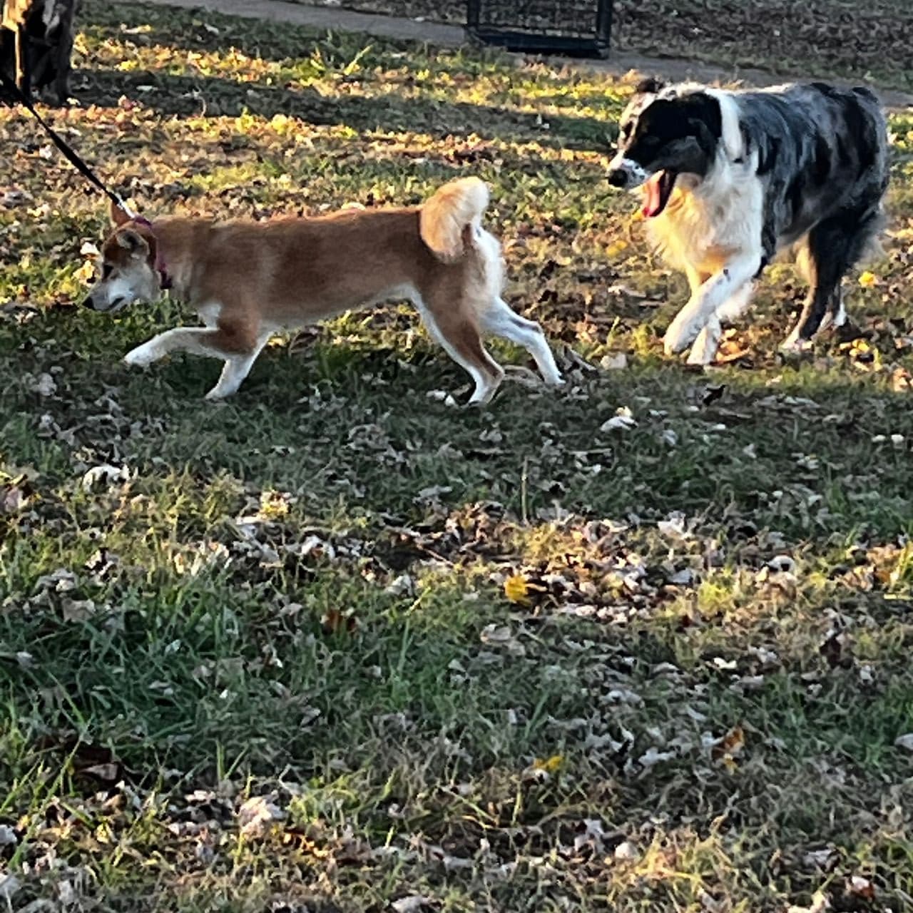 Pet travel photo 4