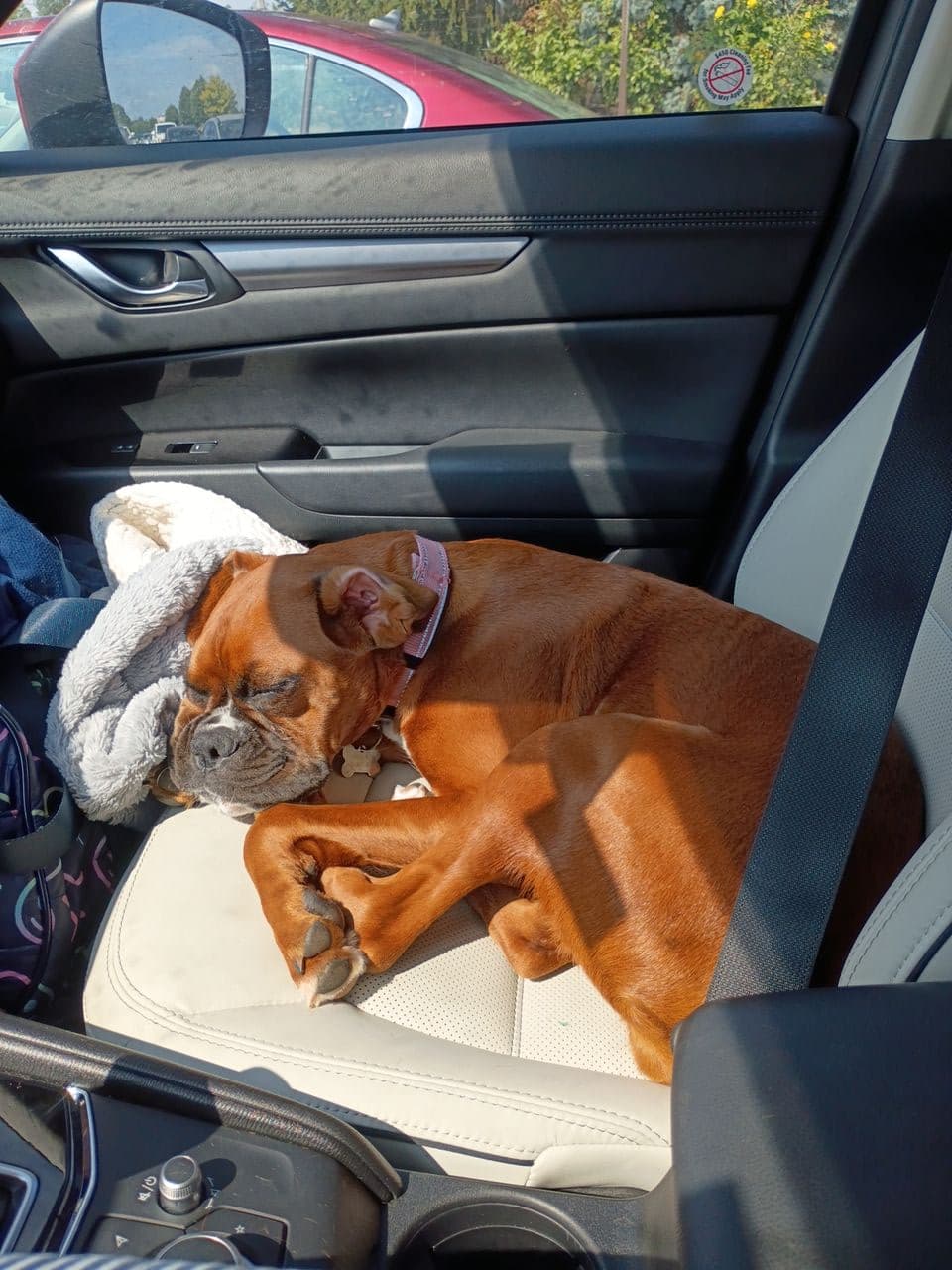 Pet travel photo 3