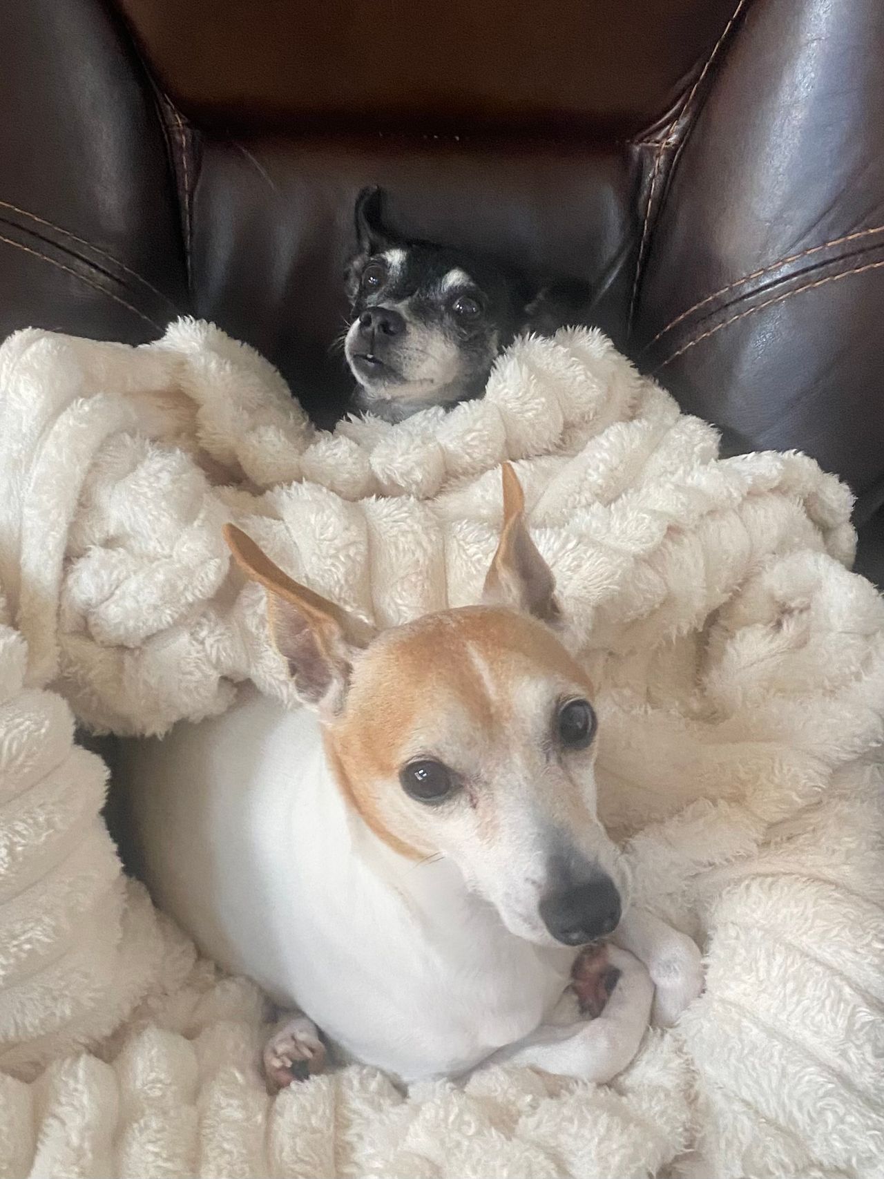 Pet travel photo 2