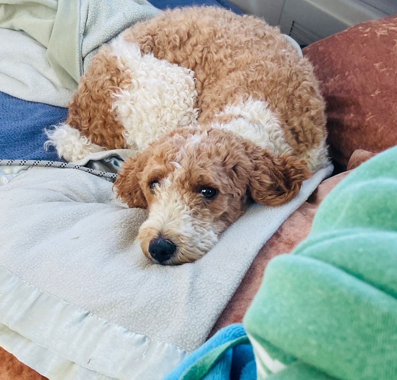 Pet travel photo 3