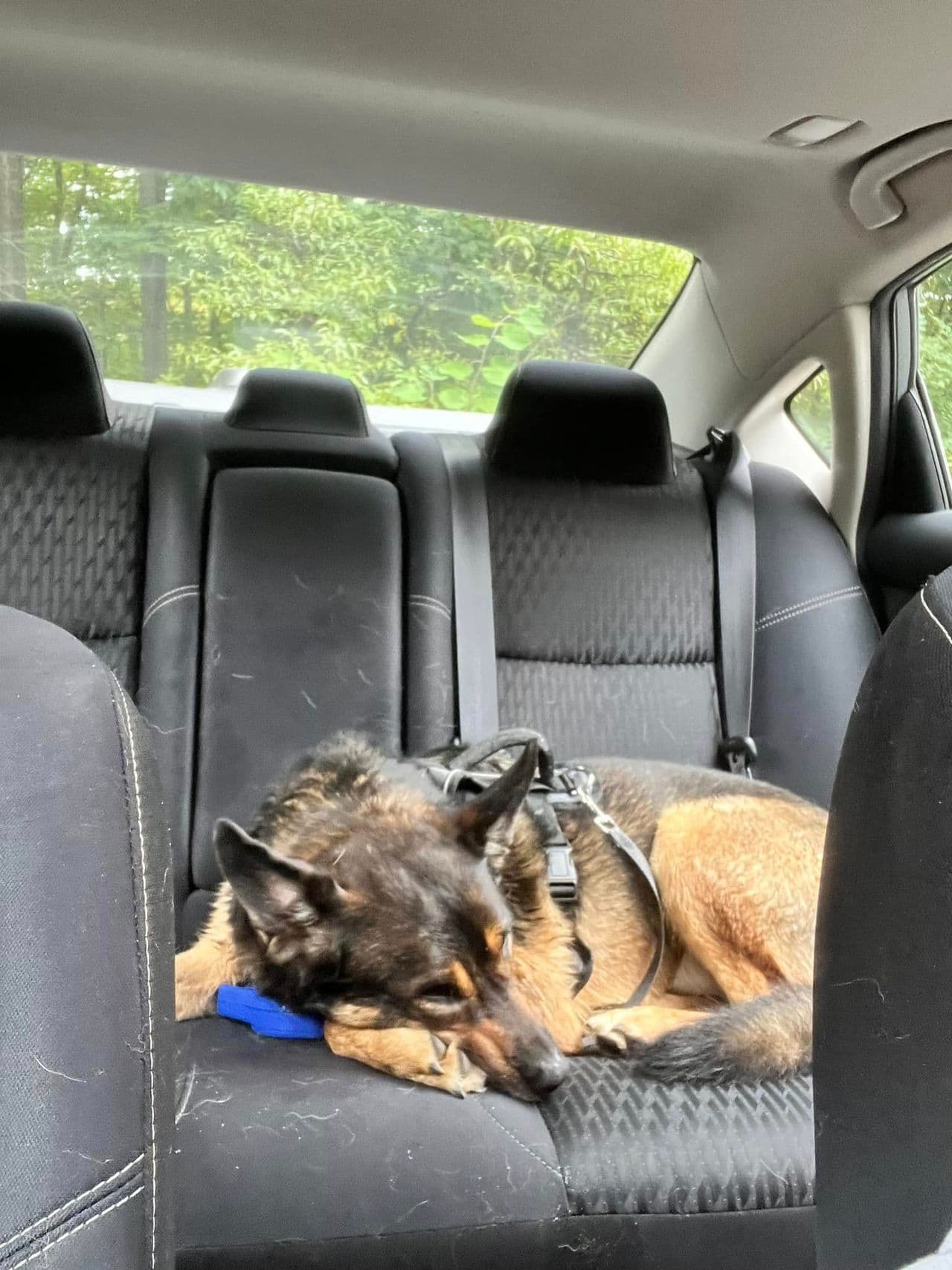 Pet travel photo 6