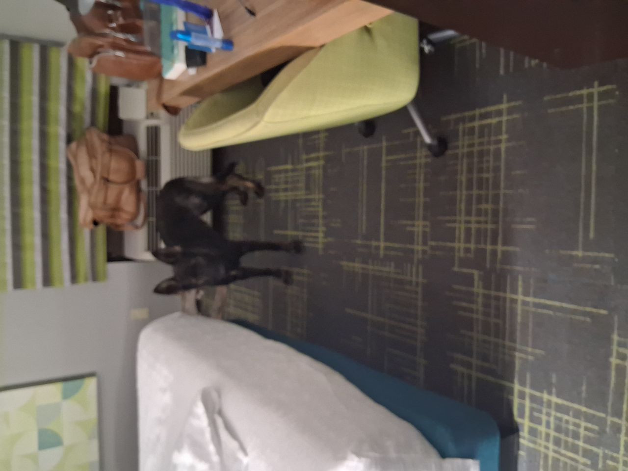 Pet travel photo 5