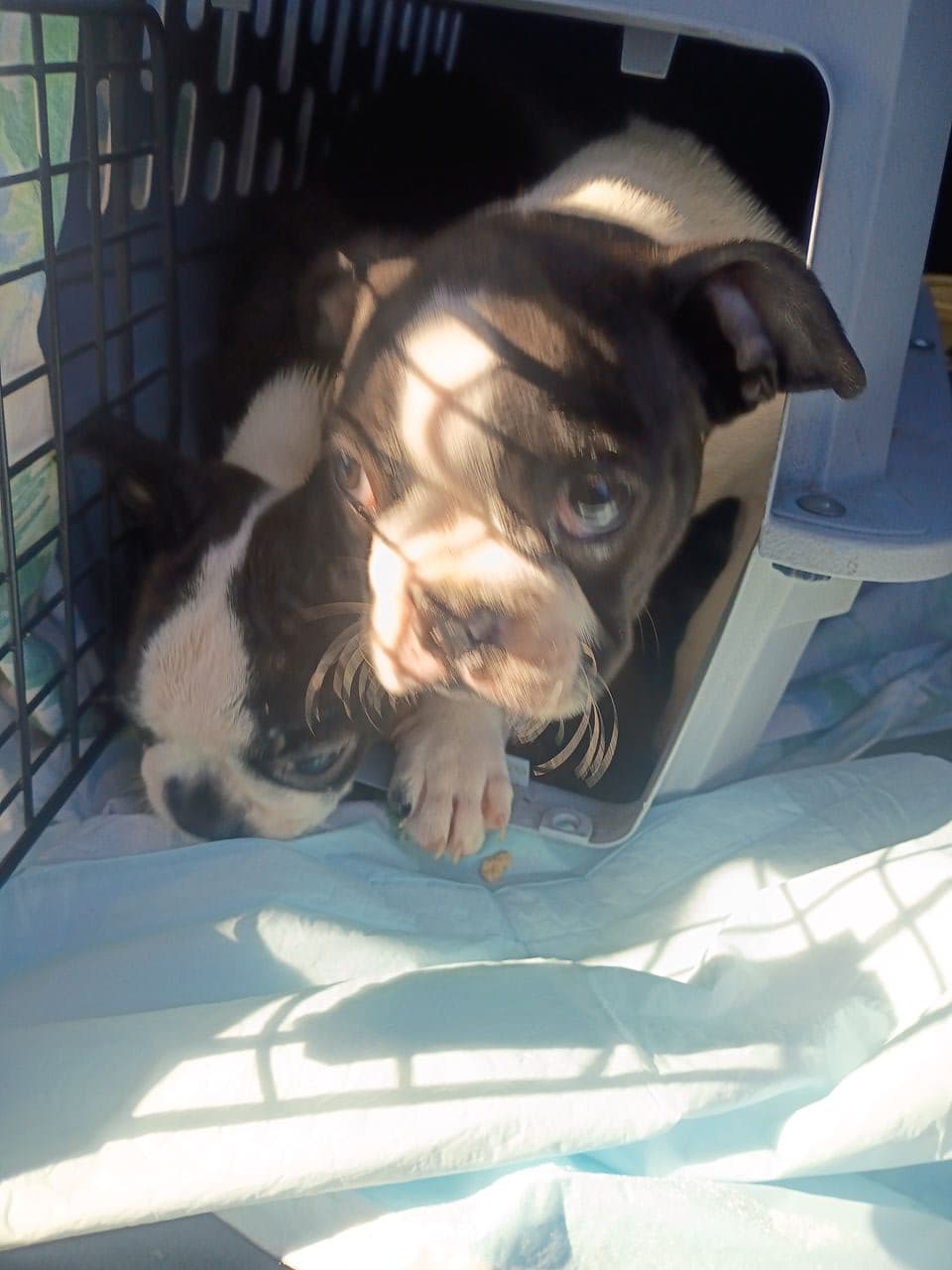 Pet travel photo 2
