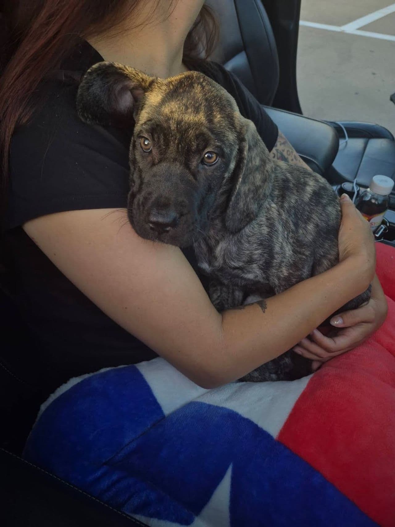 Pet travel photo 5