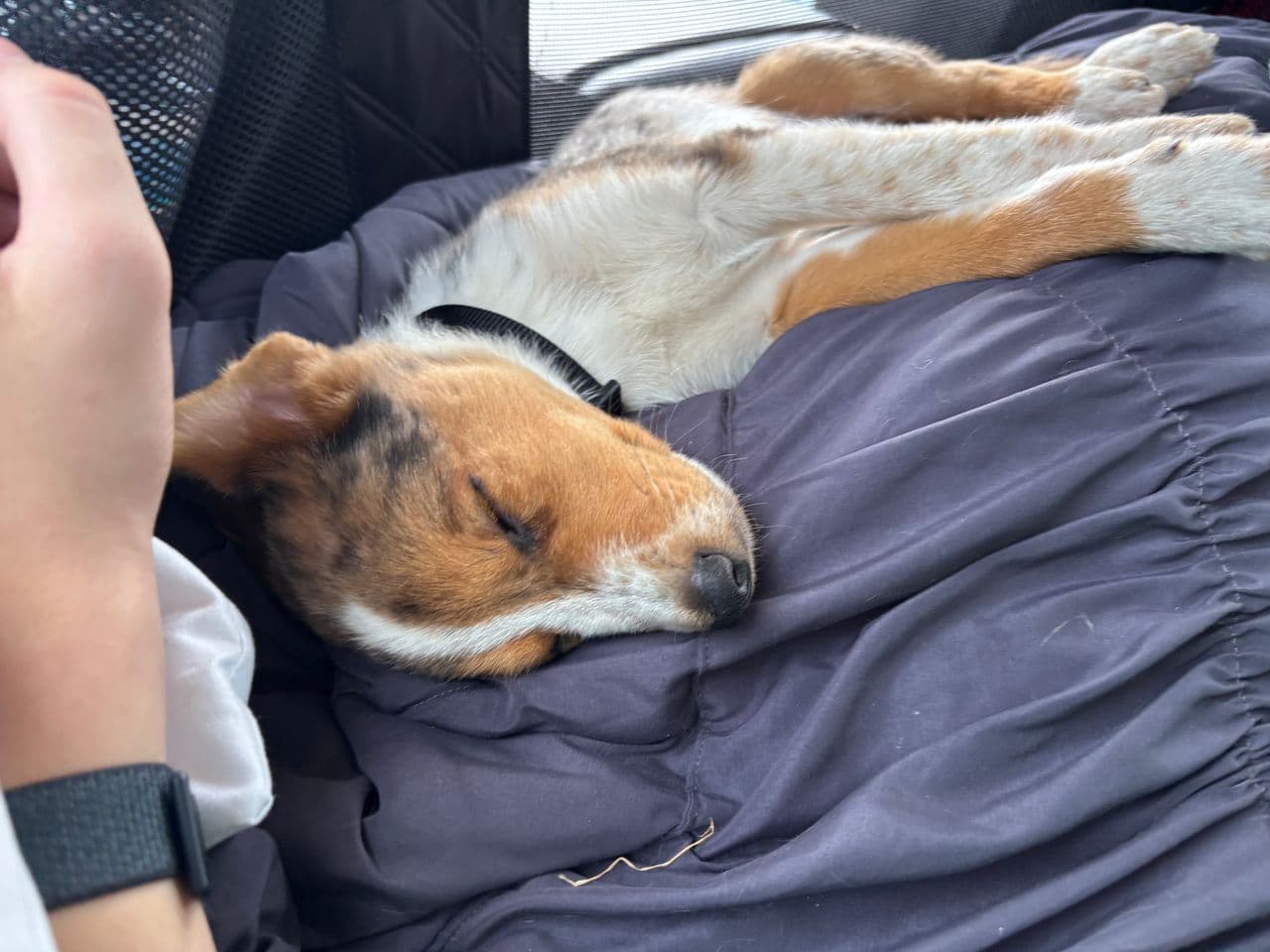 Pet travel photo 1