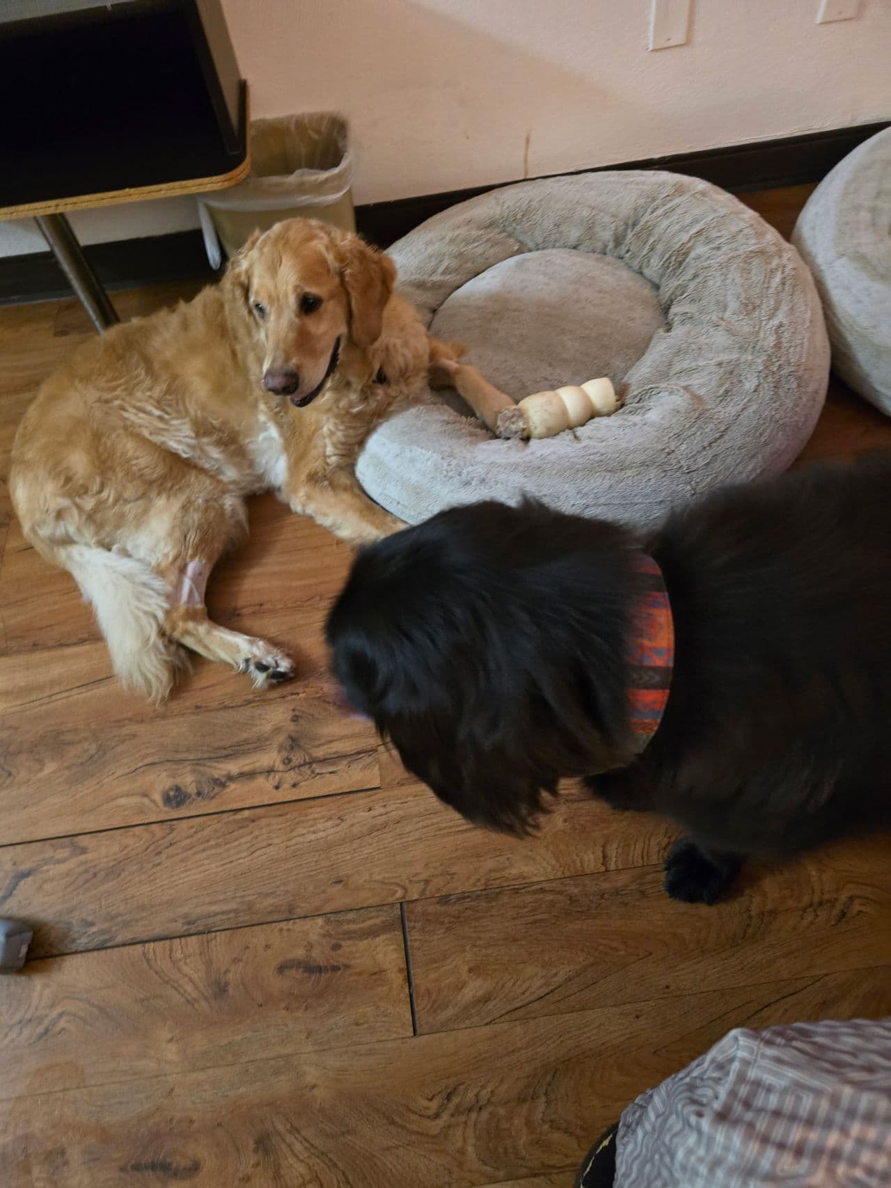 Pet travel photo 6